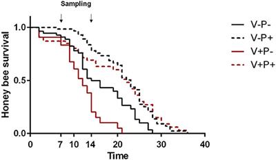 The Beneficial Effect of Pollen on Varroa Infested Bees Depends on Its Influence on Behavioral Maturation Genes